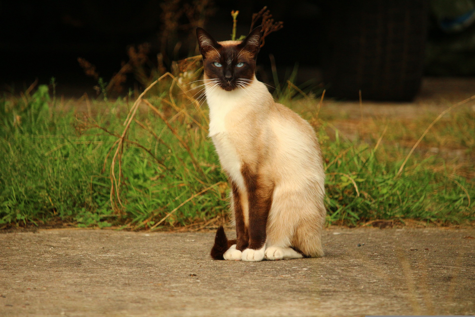 Foto: rihaij,Pixabay