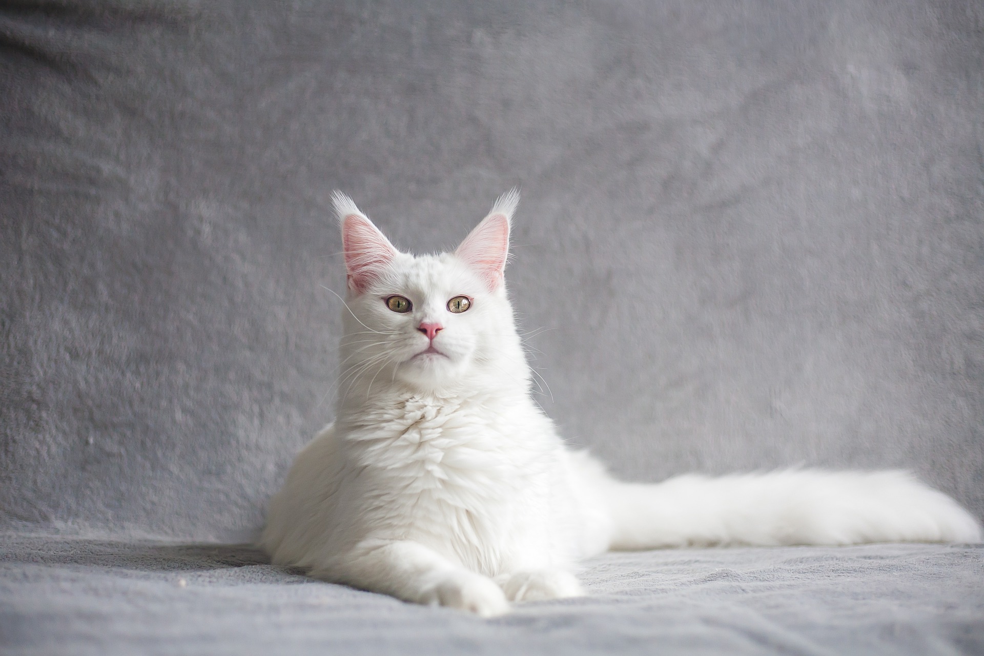 Foto: Kanashi/Pixabay
