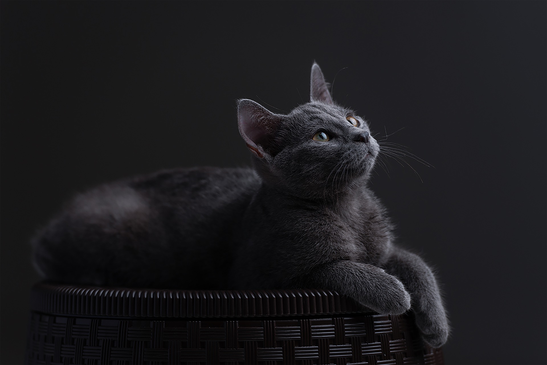 Foto: Sid Lee/Pixabay