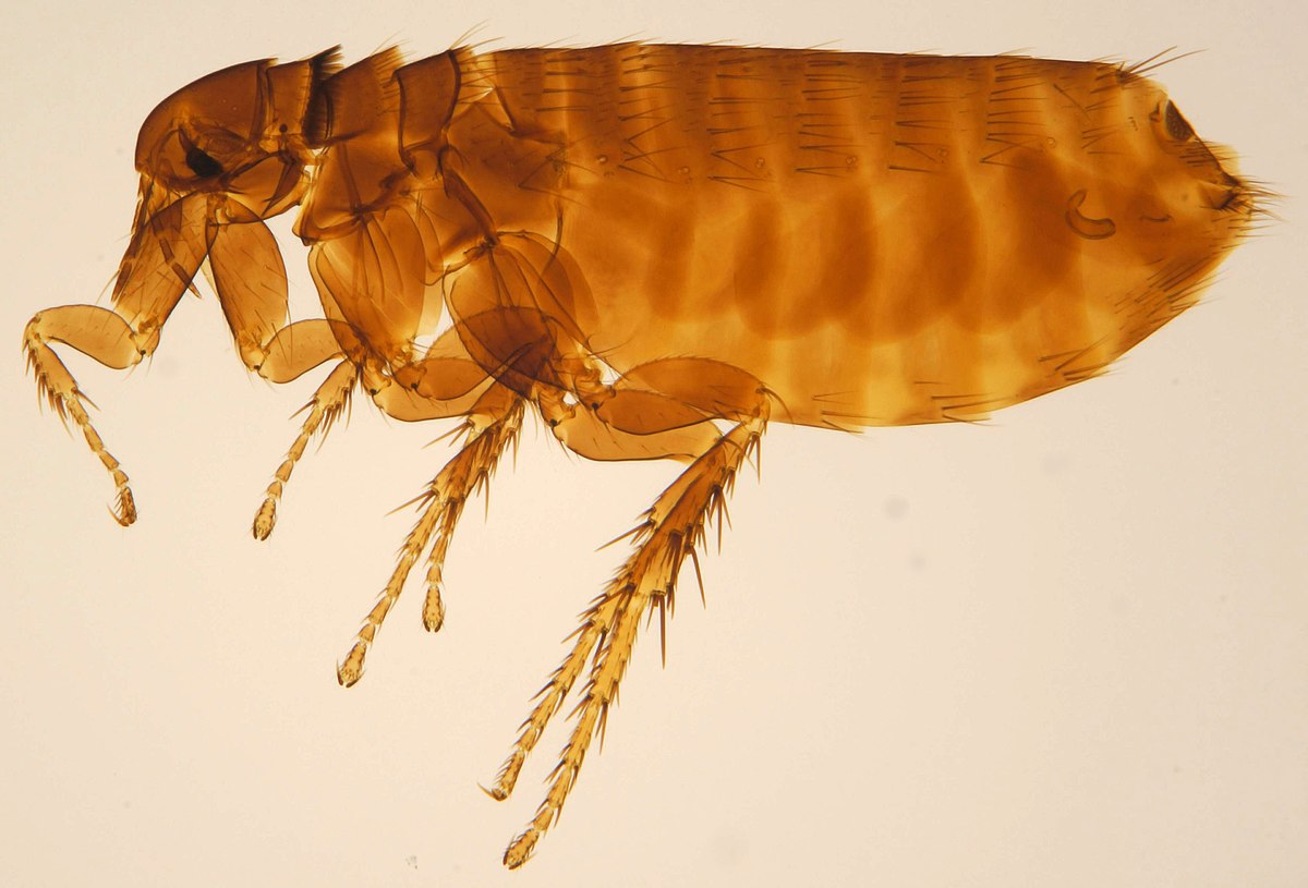 Nærbilde av fugleloppa (Ceratophyllus gallinae)